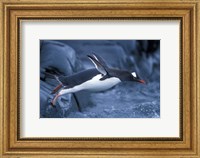 Framed Adelie Penguins Waving Flippers, Petermann Island, Antarctica