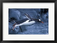 Framed Adelie Penguins Waving Flippers, Petermann Island, Antarctica