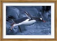 Framed Adelie Penguins Waving Flippers, Petermann Island, Antarctica