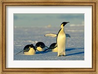Framed Emperor Penguins, Antarctica, Atka Bay, Weddell Sea