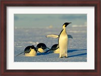 Framed Emperor Penguins, Antarctica, Atka Bay, Weddell Sea