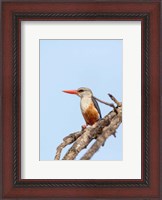 Framed Grey-headed Kingfisher, Tanzania