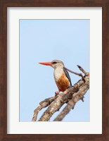 Framed Grey-headed Kingfisher, Tanzania