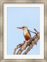 Framed Grey-headed Kingfisher, Tanzania