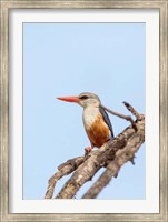 Framed Grey-headed Kingfisher, Tanzania