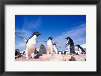 Framed Adelie Penguin Rookery, Petermann Island, Lemaire Channel, Antarctica