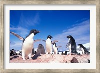 Framed Adelie Penguin Rookery, Petermann Island, Lemaire Channel, Antarctica