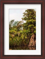 Framed Africa, Liberia, Monrovia. Plantlife along the Du River.