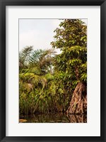 Framed Africa, Liberia, Monrovia. Plantlife along the Du River.