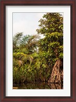 Framed Africa, Liberia, Monrovia. Plantlife along the Du River.