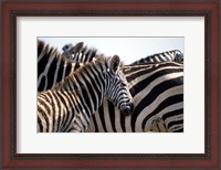 Framed Black and White Stripe Pattern of a Plains Zebra Colt, Kenya