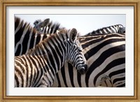 Framed Black and White Stripe Pattern of a Plains Zebra Colt, Kenya