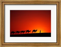 Framed Camel Caravan at Sunrise, Silk Road, China