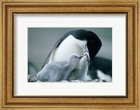 Framed Chinstrap Penguins, Deception Island, Antarctica