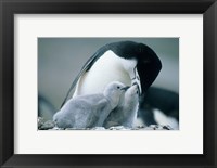 Framed Chinstrap Penguins, Deception Island, Antarctica