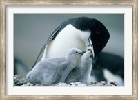 Framed Chinstrap Penguins, Deception Island, Antarctica