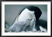 Framed Chinstrap Penguins, Deception Island, Antarctica