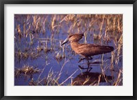 Framed Hamerkop, Okavango Delta, Botswana