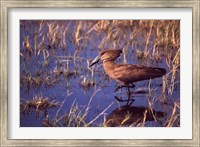 Framed Hamerkop, Okavango Delta, Botswana