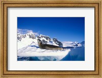 Framed Antarctica, Boothe Island, Leopard Seal, iceberg