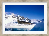 Framed Antarctica, Boothe Island, Leopard Seal, iceberg