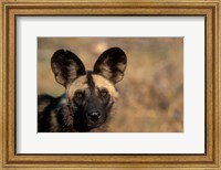Framed Botswana, Chobe NP, African Wild Dog, Savuti Marsh