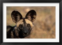 Framed Botswana, Chobe NP, African Wild Dog, Savuti Marsh