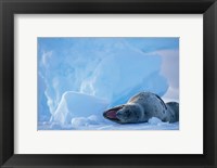 Framed Antarctica, Boothe Isl, Lemaire Channel, Leopard Seal