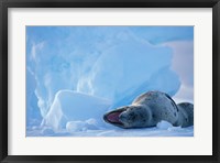 Framed Antarctica, Boothe Isl, Lemaire Channel, Leopard Seal