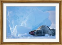 Framed Antarctica, Boothe Isl, Lemaire Channel, Leopard Seal