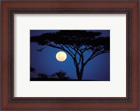Framed Acacia Tree in Moonlight, Tarangire, Tanzania