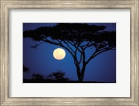 Framed Acacia Tree in Moonlight, Tarangire, Tanzania