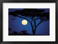 Framed Acacia Tree in Moonlight, Tarangire, Tanzania