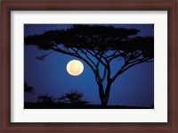 Framed Acacia Tree in Moonlight, Tarangire, Tanzania