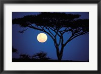 Framed Acacia Tree in Moonlight, Tarangire, Tanzania