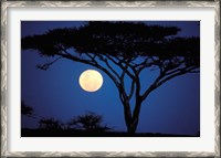 Framed Acacia Tree in Moonlight, Tarangire, Tanzania