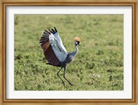 Framed Africa, Tanzania, Ngorongoro Crater. Grey Crowned Crane dancing.