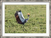 Framed Africa, Tanzania, Ngorongoro Crater. Grey Crowned Crane dancing.