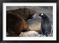 Framed Antarctica, Livingston Island, Gentoo penguin