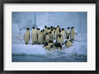 Framed Emperor Penguins, Cape Roget, Ross Sea, Antarctica