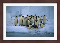 Framed Emperor Penguins, Cape Roget, Ross Sea, Antarctica