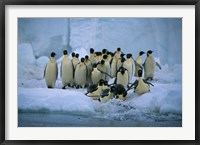 Framed Emperor Penguins, Cape Roget, Ross Sea, Antarctica