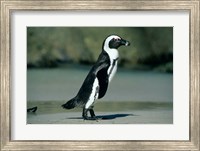 Framed African Penguin, Cape Peninsula, South Africa