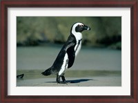 Framed African Penguin, Cape Peninsula, South Africa