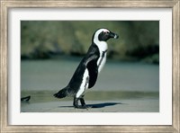 Framed African Penguin, Cape Peninsula, South Africa