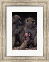 Framed Botswana, Chobe NP, Chacma Baboon primate, Chobe River