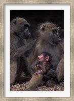 Framed Botswana, Chobe NP, Chacma Baboon primate, Chobe River