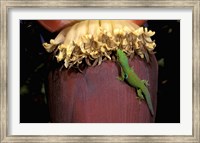 Framed Day Gecko, Ranamofana, Madagascar