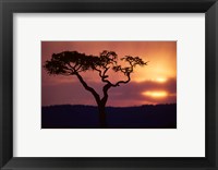 Framed Acacia Tree as Storm Clears, Masai Mara Game Reserve, Kenya