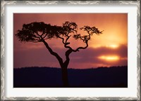 Framed Acacia Tree as Storm Clears, Masai Mara Game Reserve, Kenya